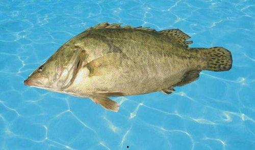 鳜鱼养殖爆料怎么做视频,视频制作攻略全解析 第3张 鳜鱼养殖爆料怎么做视频,视频制作攻略全解析 第3张